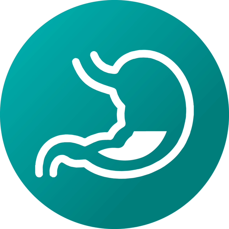 The stomach